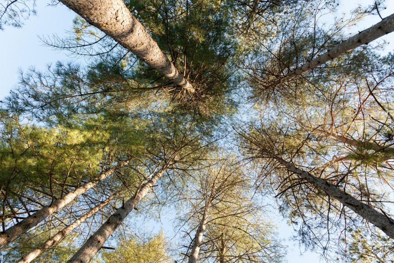 Au Pre De L'Arbre Villa Sarlat-la-Canéda Eksteriør bilde